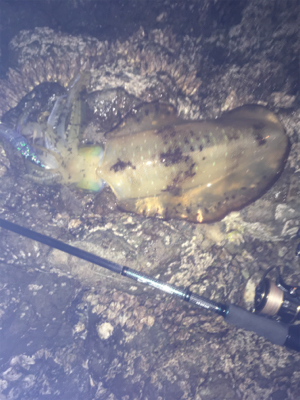 ニューロッドに墨付け