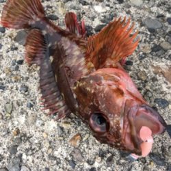 朝まづめライトゲーム