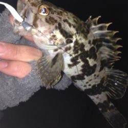 垂水漁港でガシリング！