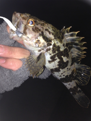 垂水漁港でガシリング！