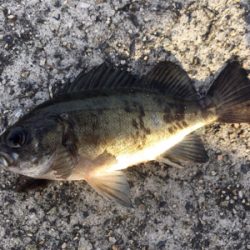 デイゲーム、メバリング