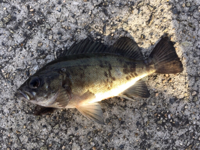 デイゲーム、メバリング