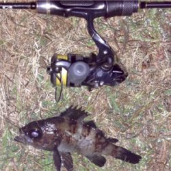 休憩メバリング