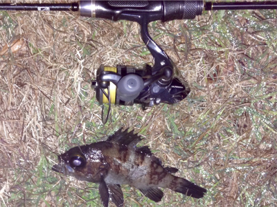 休憩メバリング