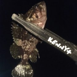 釣れただけマシかな。