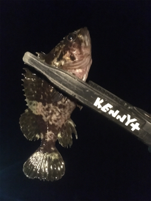 釣れただけマシかな。