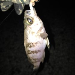 新年初フィッシュ