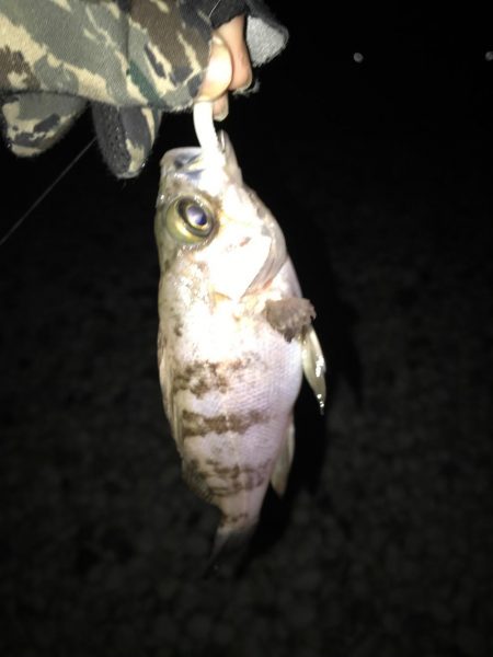 新年初フィッシュ