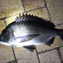 バイブレーションでチヌ