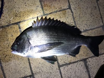 バイブレーションでチヌ