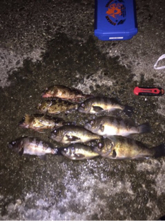 爆釣メバリング！