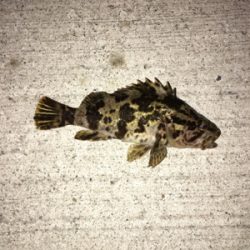 メバルシーズン到来⁉︎