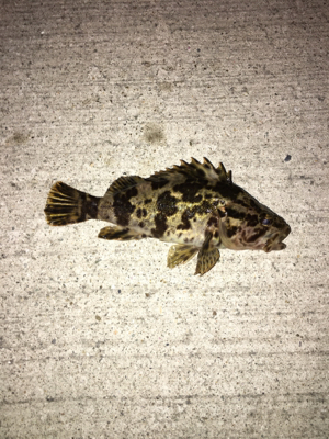 メバルシーズン到来⁉︎