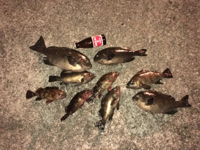 アオイソメ流し釣り