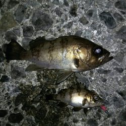 癒しのロックフィッシュ