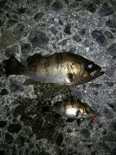 癒しのロックフィッシュ