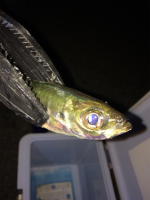 アジング２回戦目