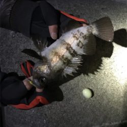 メバルいい感じ