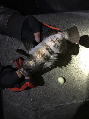 メバルいい感じ