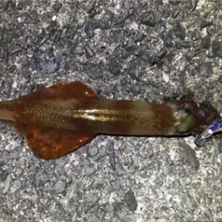 エギング初成功！