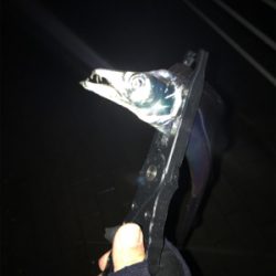 連日のタチウオ