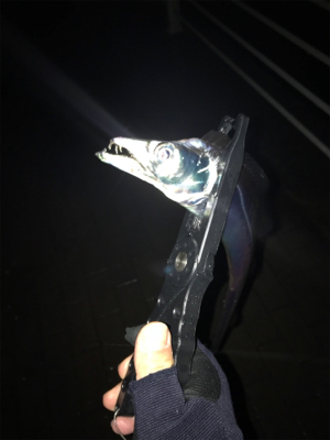 連日のタチウオ