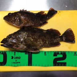 ヤリイカ釣れず