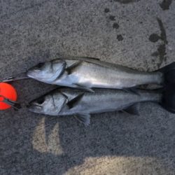 エビ撒きで、ハネ!