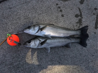 エビ撒きで、ハネ！