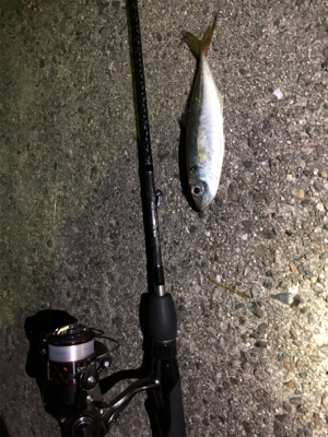 冬のライトゲーム@御坊