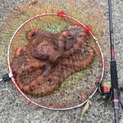 エギングでまさかの・・・