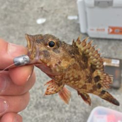 初釣行はガシラちゃん