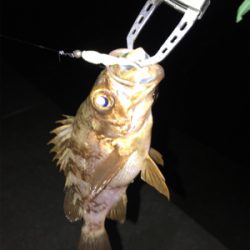 2018年、初魚確保！