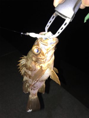 2018年、初魚確保！