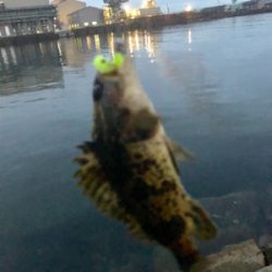 ディメバリング