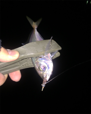 初釣りアジング！