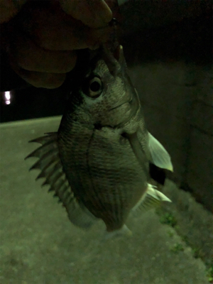 魚を触りたくて