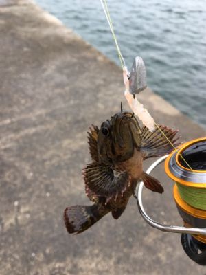 穴釣りになってしまった。