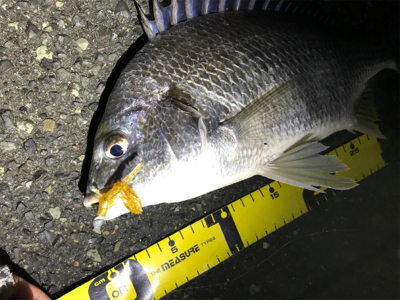 初釣りは寒チヌ調査！