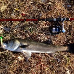 哀しみのシーバス