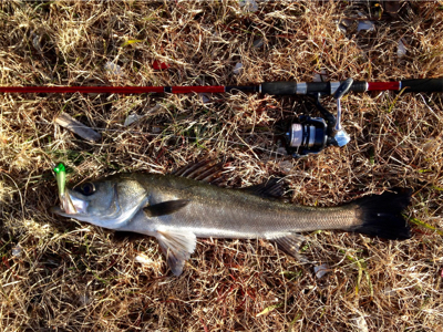 哀しみのシーバス