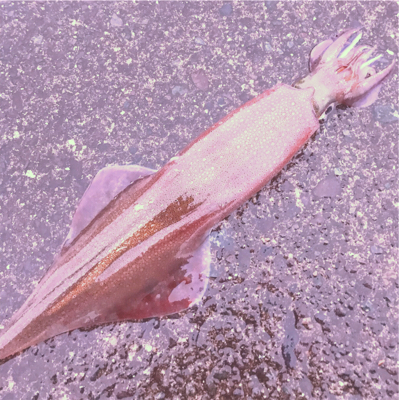 ２０１８年初ヤリイカ求めランガンエギング