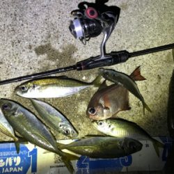 久々夜アジング!(釣行其の参)