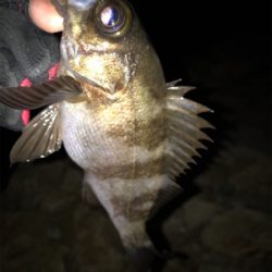 産卵期の爆喰い？