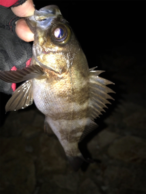 産卵期の爆喰い？