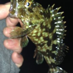 垂水漁港でガシリング！！17時〜21時