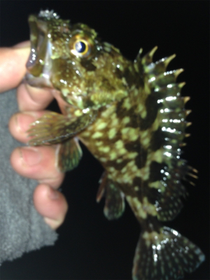 垂水漁港でガシリング！！17時〜21時