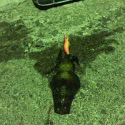 エギング&メバリング