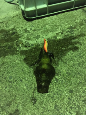 エギング&メバリング