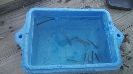 佐中ダム　ワカサギ釣り